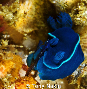 Splat! Tiny Black nudibranch Tambja capensis by Tony Makin 